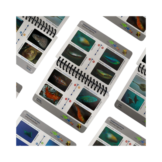 Guía de pescado del Caribe mexicano